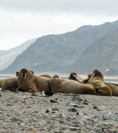 Walruses lie on shore of Spitsbergen, Svalbard