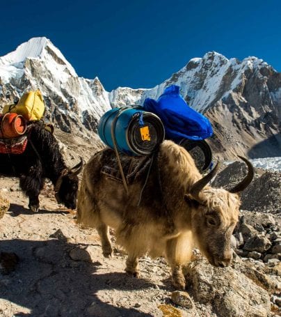 Pack yaks in the Khumbu region of Nepal