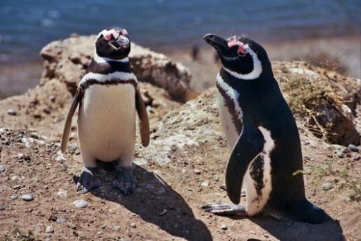 See an abundant colony of penguins.