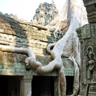 Ta Prohm temple ruins