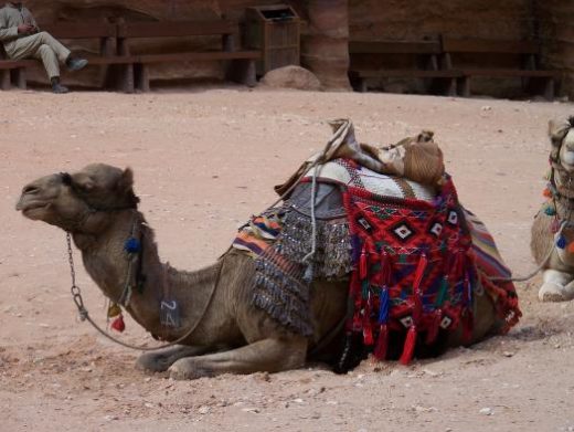 Choose a camel ride into the ruins