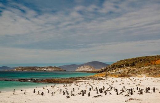 See beaches dotted with thousands of penguins