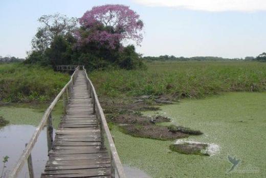 Get up close and personal while hiking through the Pantanal