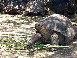 Visit tortoises at Charles Darwin Research Station