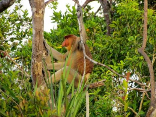 Proboscis monkey (Photo by Dick Seibel)