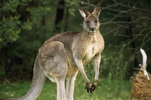 Meet a kangaroo today