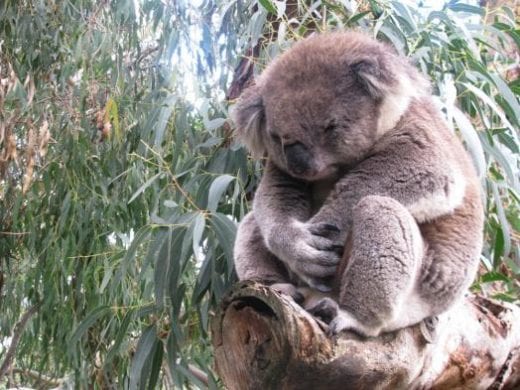 Grumpy or sleepy koala?