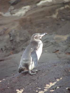 Swim with the Galapagos penguins
