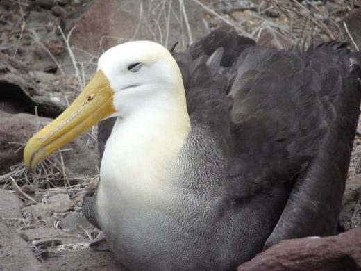 Look for the waved albatross