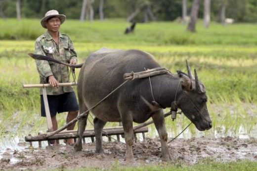 Farming in rural Northern Thailand