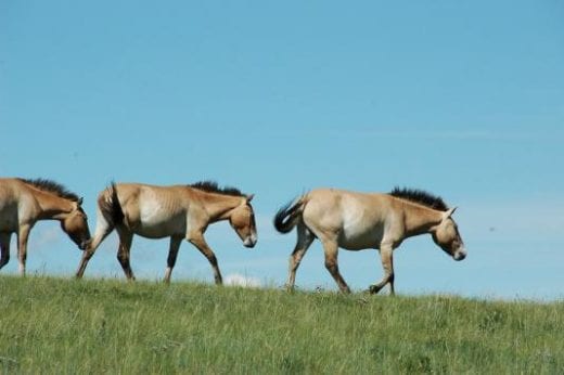 Drive to Khustain Nuruu National Reserve for a look at the Przwalski Wild Horses