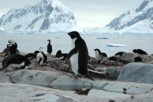 Visit colonies of penguins