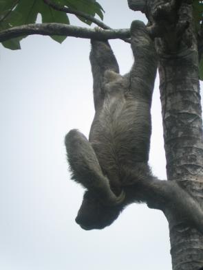 Mammals of Corcovado