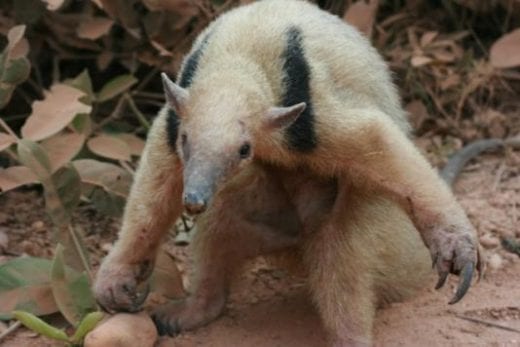 Say goodbye to Brazil's amazing creatures