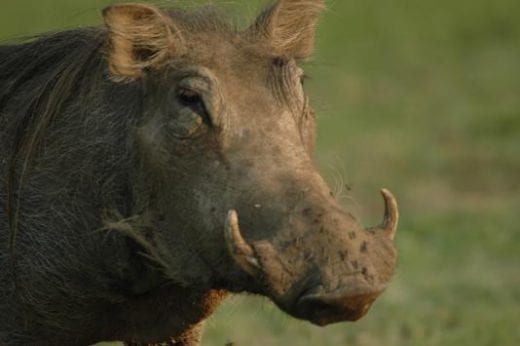 Spot warthogs on safari