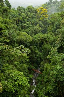 Enjoy hiking through the dense forest