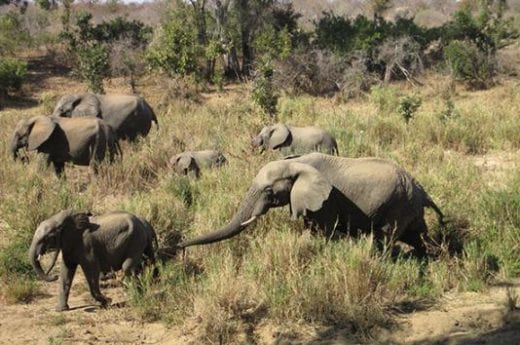 Welcome to Addo Elephant National Park