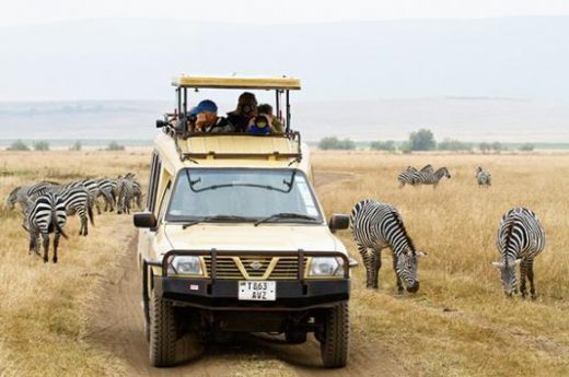 Get up close to wildlife on your game drive