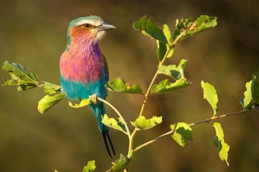 Lake Manyara is home to an array of bird life