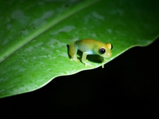 Spot a boophis frog at night