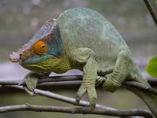 Madagascar has 75 species of chameleons