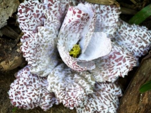 Madagascar's flora is as unique as the fauna