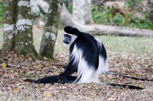 Black and white Colobus Monkey