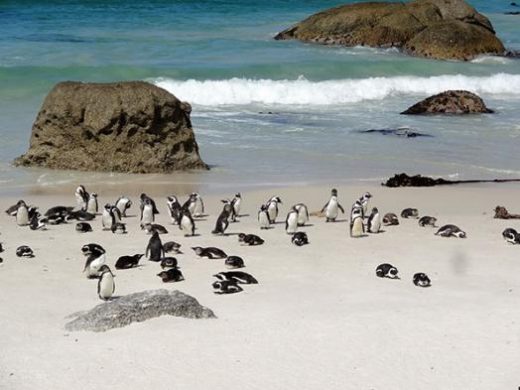 Swim with the penguins at Cape Point