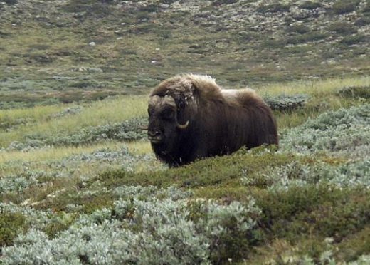 You'll see herds of grazing musk oxen