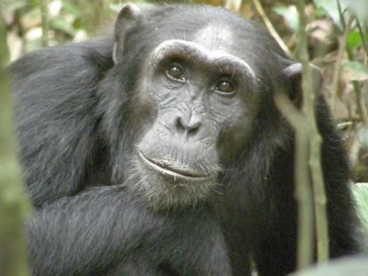 Spot Chimpanzees in the wild