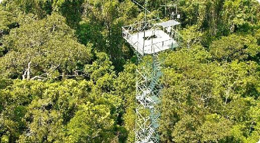Climb to the top of the Canopy Tower