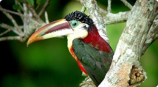 Look for colorful toucans