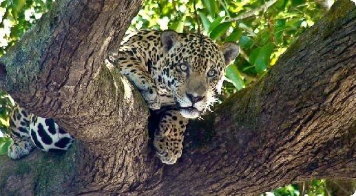 Jaguars and more wildlife await!