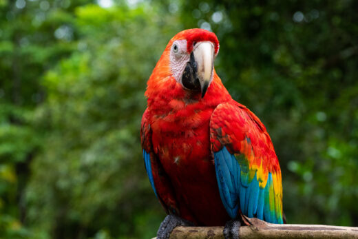 There are seven spices of parrots including these scarlet macaws in this region. This is a parrot locally called “guacamayo”. It is from the amazon rainforest.