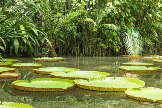 Explore the waterways of the Amazon