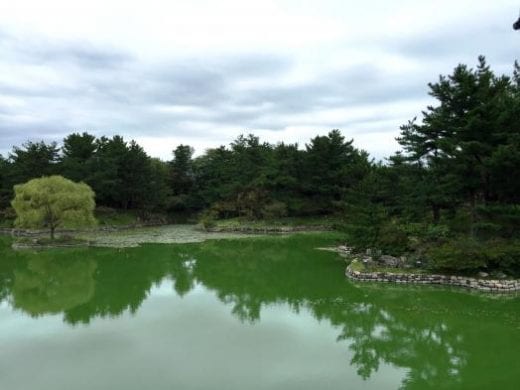 The beautiful Anapji Pond