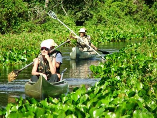 Start to explore the lush biodiversity of Brazil.