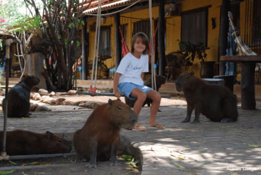 Capybaras everywhere!