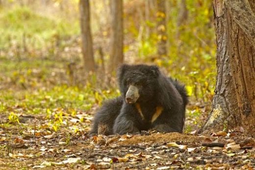 Asiatic Sloth Bear (Photo: Avijit Sarkhel)