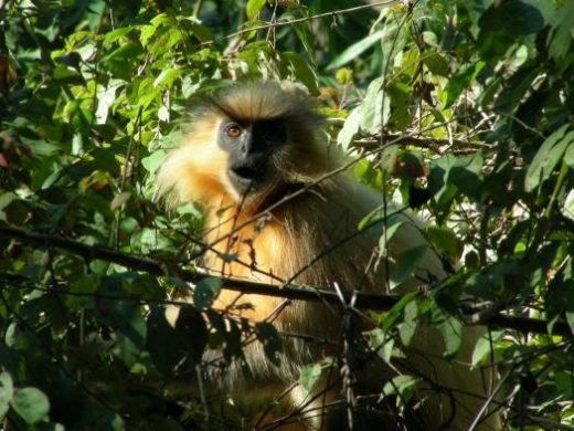 Keep an eye out for primates as your trek ends
