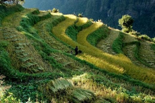 Admire the curves of terraced crops