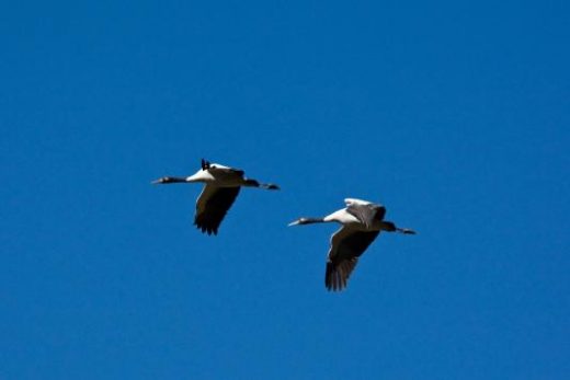 Pholbjikha Valley's Black-necked Cranes (photo courtesy of Mark Wilson)