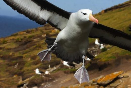 Swooping Albatross