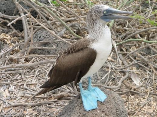 See the blue-footed booby's comical mating rituals