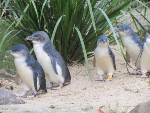 Blue fairy penguins waddle to shore