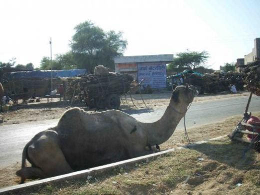 You'll see many camels in Pushkar