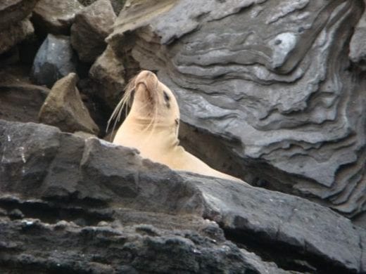 Spot sea lions on the rocks around Santa Cruz