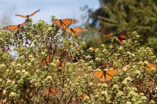 Monarch Butterflies