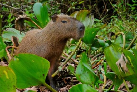 Capybara are abundant in areas of permanent water