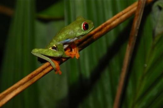 See tree frogs along the Sardinal River